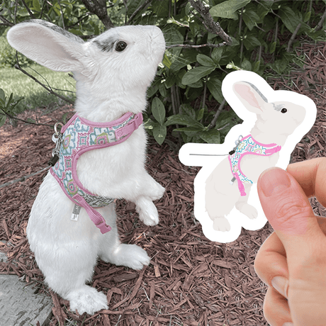 Custom Pet Rabbit Stickers